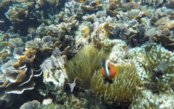 Nusa Penida Snorkeling East Tour Bali Beach Travel