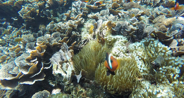 Nusa Penida Snorkeling East Tour Bali Beach Travel